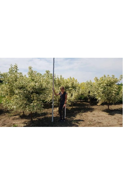 Клен ясенолистий Фламінго - вис.2,0-2,2м/вис.штамба1,0-1,2м/обхват12-18см/Ø120-150см